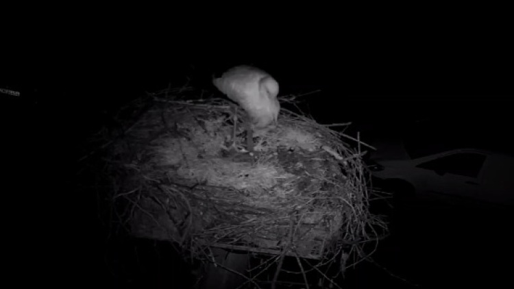 Φιλιππιάδα: Παρά το κρύο και τους ισχυρούς ανέμους, ο πελαργός προστατεύει τη φωλιά του 