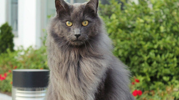 7 αρχαίες φυλές γατών που υπάρχουν μέχρι σήμερα