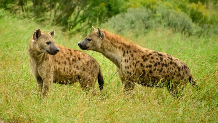 Πώς επιλέγουν τα ζώα τους αρχηγούς τους; 5 παραδείγματα που θα σας ξαφνιάσουν