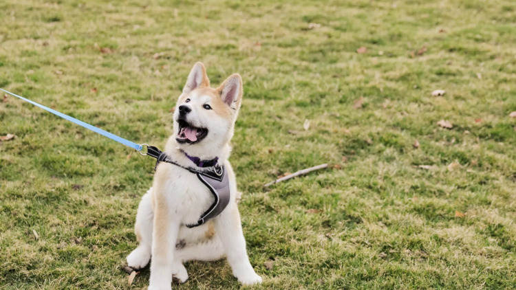 Αρνείται ξαφνικά ο σκύλος σας να προχωρήσει κατά τη διάρκεια της βόλτας; Γιατί μπορεί να συμβαίνει αυτό