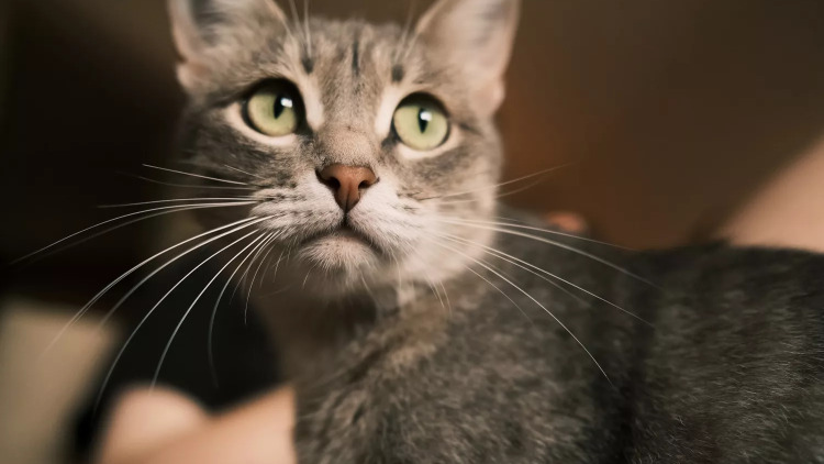 Ποια “μυστικά” κρύβονται πίσω από τα μουστάκια της γάτας μας