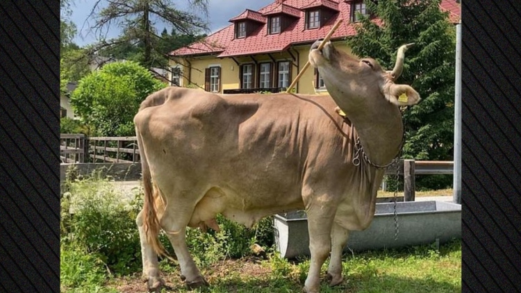 Η πιο έξυπνη αγελάδα στον κόσμο έχει μάθει να ξύνει την πλάτη της με ένα ξύλο
