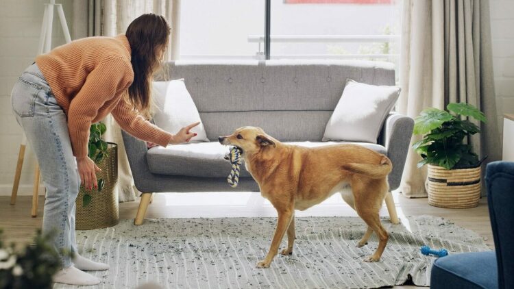 4 σοβαρά λάθη που δεν πρέπει να κάνετε όταν διορθώνετε μια άσχημη συμπεριφορά του σκύλου σας