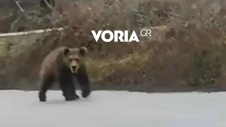 Αρκούδα κάνει βόλτες σε δρόμους της Αναρράχης στην Κοζάνη, δείτε βίντεο