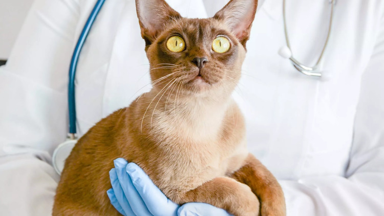 Πότε πρέπει να στειρώνονται οι θηλυκές γάτες; Τι ισχύει για τις αρσενικές