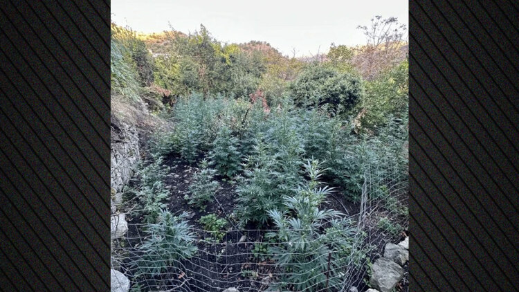 Εξιχνιάστηκε η υπόθεση της μεγάλης χασισοφυτείας στο Αμάρι του Ρεθύμνου που συνελήφθησαν τέσσερα άτομα