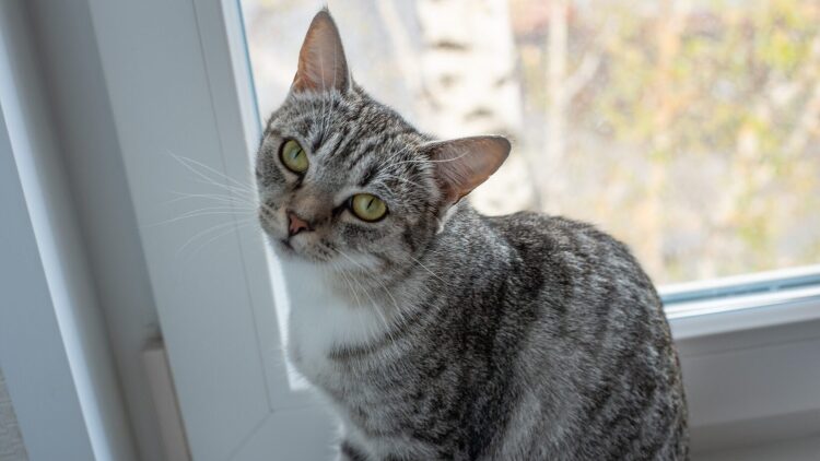 Τι γίνεται αν δεν νιώσετε αμέσως συναισθηματικό δέσιμο με το νέο σας κατοικίδιο