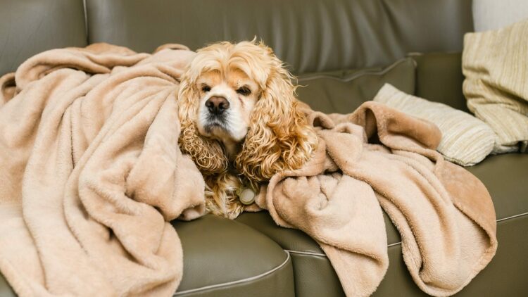 Πώς θα καθαρίσετε τις τρίχες του σκύλου από τις κουβέρτες και τα παπλώματα