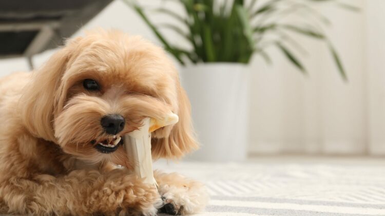 O κανόνας 90/10 για τον σκύλο – Τι είναι και γιατί τον αγνοούν οι περισσότεροι κηδεμόνες