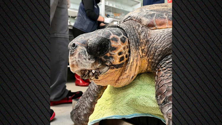 Η «οδύσσεια» του Καστέλλο στη Μεσόγειο: Θαλάσσια χελώνα από την Ελλάδα βρέθηκε στην Ισπανία
