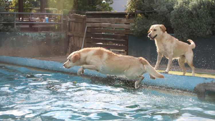 Παιδικοί σταθμοί για... σκύλους, η νέα μόδα για τη luxury σκυλίσια ζωή