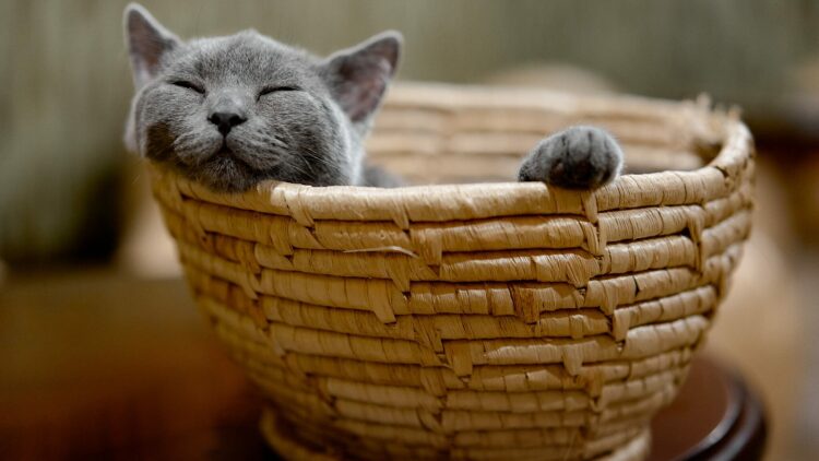 Το αναπάντεχο πράγμα που χρειάζεται μια γάτα για να είναι πραγματικά ευτυχισμένη