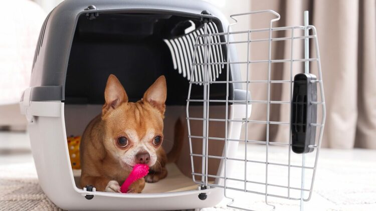 Γιατί το παιχνίδι που λατρεύει το κατοικίδιό σας μπορεί να βλάψει σοβαρά την υγεία του