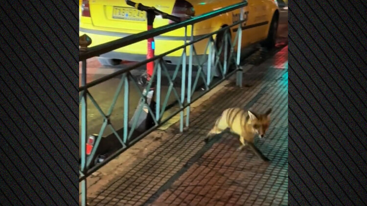 Αλεπού κάνει βόλτες σε κεντρικό δρόμο στο Κολωνάκι, δείτε βίντεο