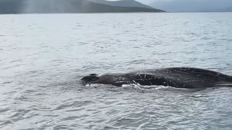 Εντοπίστηκε μεγάλη φάλαινα δίπλα σε ψαράδες στον Παγασητικό Κόλπο στον Βόλο, δείτε βίντεο