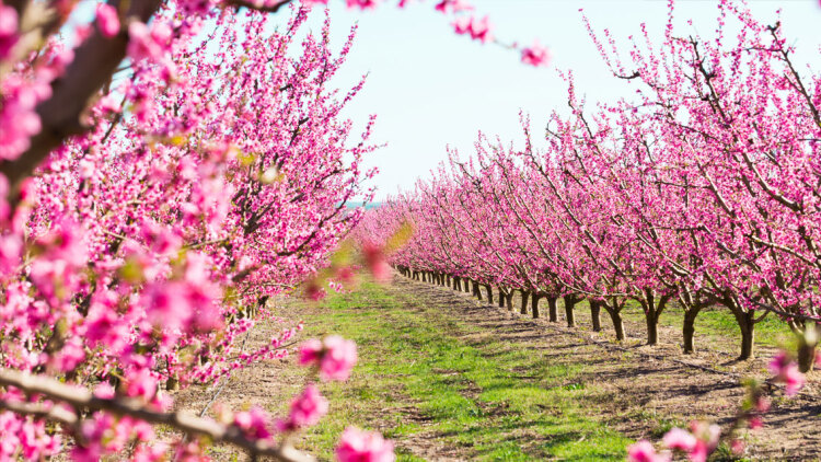 Οικογένεια χάρισε αγροτεμάχιο σε ολόκληρο χωριό: «Να μοιραστεί σε όλους»