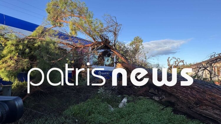 Δέντρο έπεσε σε τρένο που εκτελούσε το δρομολόγιο Πύργος – Κατάκολο: Στο Νοσοκομείο ο μηχανοδηγός
