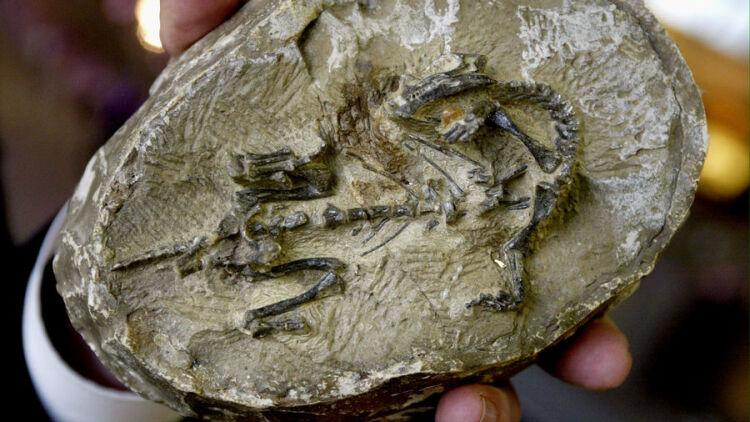 Απολιθωμένος «θησαυρός» στην Κίνα: Βρέθηκαν άγνωστα ζώα που επέζησαν μαζικής εξαφάνισης