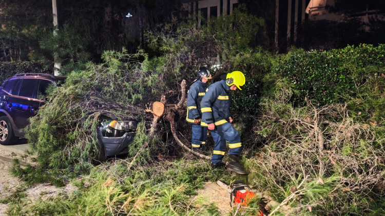 Δέντρο καταπλάκωσε αυτοκίνητο στο Χολαργό, δείτε φωτογραφίες