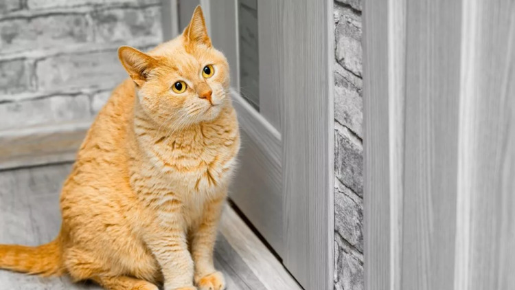 Οι παράξενοι λόγοι που οι γάτες δεν αγαπούν τις κλειστές πόρτες