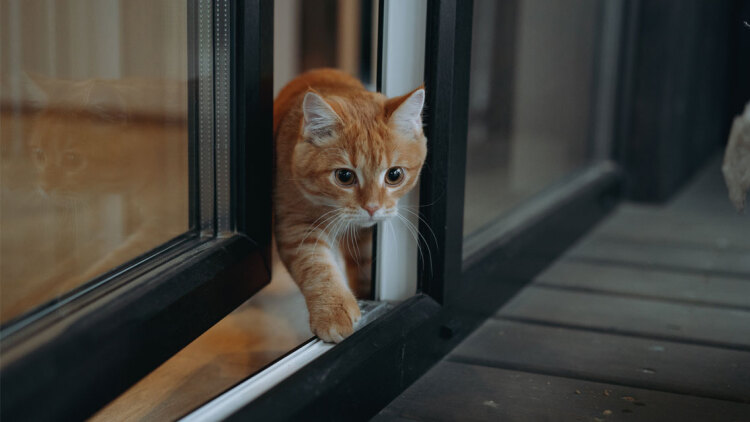 Ζευγάρι Γάλλων έχασε τον γάτο του στην Ισπανία: Επέστρεψε μετά από 5 μήνες διανύοντας 250 χλμ (vid)