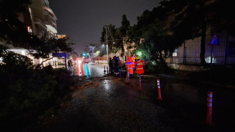 Δένδρα- παγίδες στους δρόμους της Νέας Σμύρνης και το περίφημο άλσος χωρίς... πράσινο 