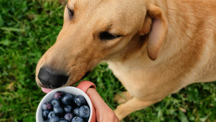 Οι μωβ υγιεινές τροφές που μπορείτε να δίνετε στον σκύλο σας – Ποιο μωβ φρούτο απαγορεύεται