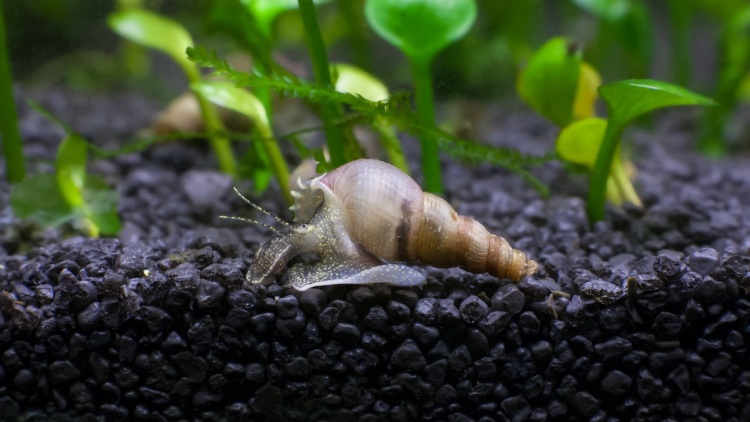 Ρόδος: Είδος ξενικού υδρόβιου σαλιγκαριού εντοπίστηκε στο πάρκο Ροδίνι