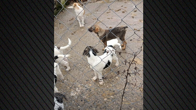 Λουκέτο σε καταφύγιο ζώων στην Ημαθία μετά από καταγγελίες για άθλιες συνθήκες διαβίωσης