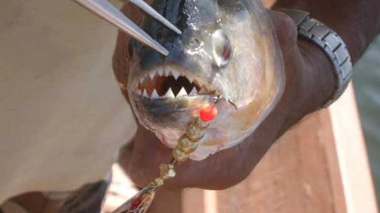 Μαζική επίθεση πιράνχα στην Αργεντινή: Πάνω από 40 τραυματίες, ένας ακρωτηριασμός και κόκκινος συναγερμός
