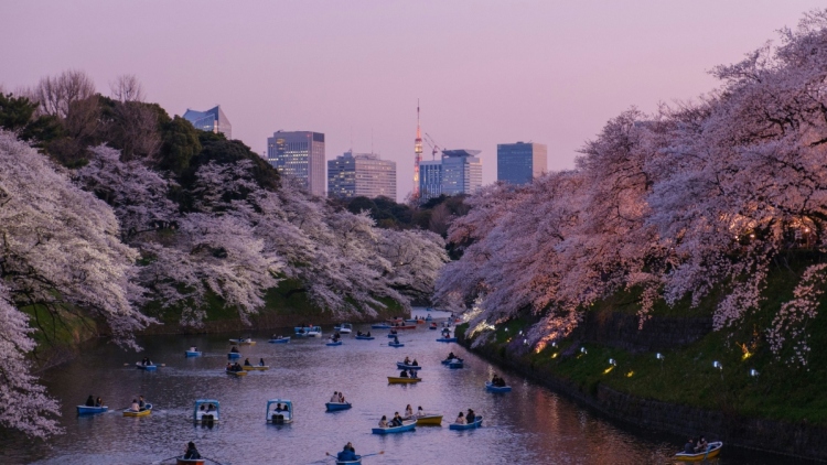 Το φεστιβάλ των κερασιών της Ιαπωνίας ακυρώθηκε λόγω «κρίσης» που προκάλεσαν οι απείθαρχοι τουρίστες