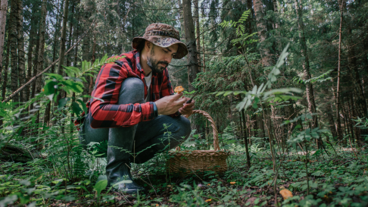 Δηλητηριώδη μανιτάρια: Όλα όσα πρέπει να γνωρίζετε – Ο κίνδυνος οξείας ηπατικής ανεπάρκειας