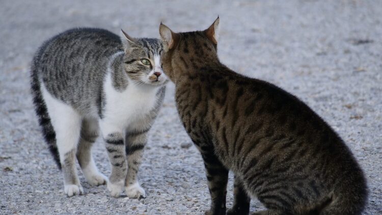 Οι 6 έξυπνοι τρόποι που οι γάτες προστατεύουν τον εαυτό τους από τους κινδύνους