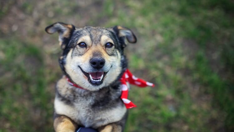 Γιατί ο σκύλος μας ζητάει συνεχώς χάδια; Τι προσπαθεί να μας πει