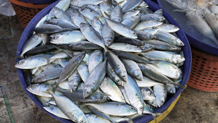 Μπλε τρόφιμα: Η αλήθεια για τη σημασία που έχουν για τη ζωή και την οικονομία