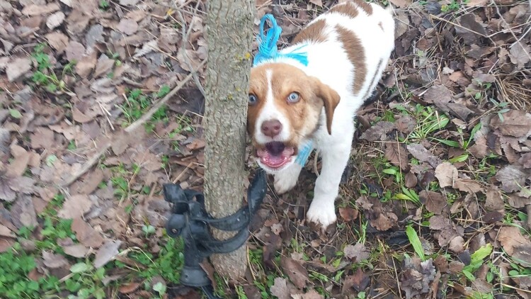 Κακοποίησαν σεξουαλικά κουτάβι τριών μηνών στην Καρδίτσα - Ψάχνουν DNA στη ζώνη του δράστη