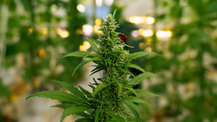 Κάνναβη παντού: Μετά την απελευθέρωση έρχεται η ανησυχία για τη δημόσια υγεία