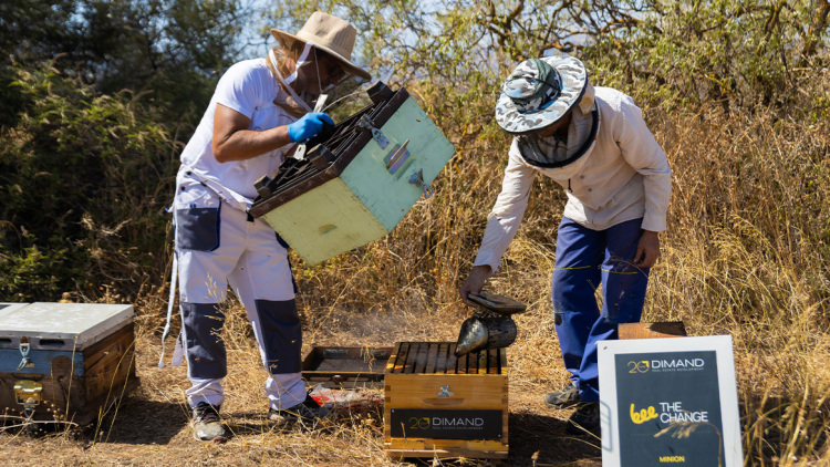 Η DIMAND φέρνει τις μέλισσες στην καρδιά της πόλης