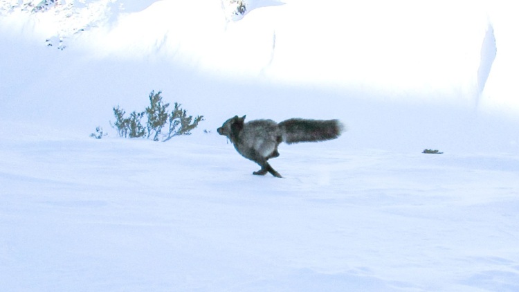 Επιστήμονες εντόπισαν για πρώτη φορά σπάνιο ζώο στην οροσειρά της Σιέρα Νεβάδα, υπάρχουν μόνο 50 από το είδος του, δείτε φωτογραφίες