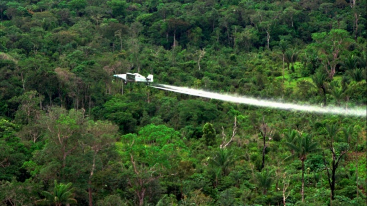 Η Κολομβία ξαναρχίζει την καταστροφή καλλιεργειών κόκας με τη χρήση γλυφοσάτης