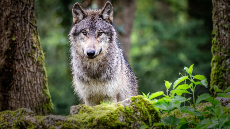 Λύκος: Η επιστροφή του είδους μετά από 10.000 χρόνια – Η λίστα για τα επόμενα ζώα