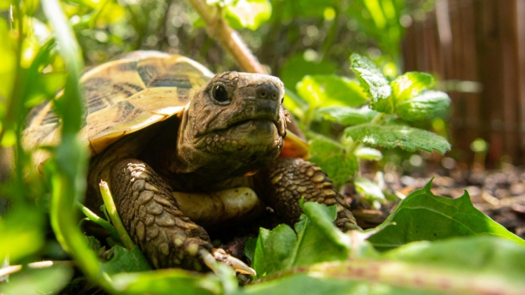 Αρσενικές χελώνες κακοποιούν τις θηλυκές σε νησί της Μεγάλης Πρέσπας και οδηγούν το είδος προς εξαφάνιση