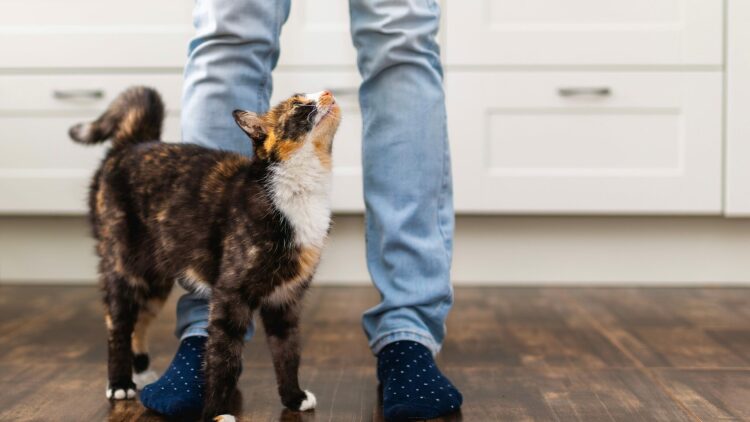 Οι γάτες συμπαθούν τους ανθρώπους που δεν τις θέλουν- Μύθος ή αλήθεια;