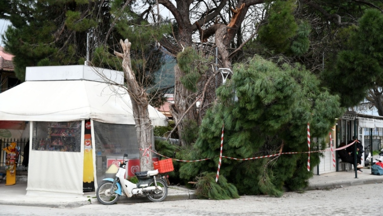 Λάρισα: Τεράστιο κλωνάρι πεύκου έπεσε στο κέντρο της Αγιάς, δίπλα σε περίπτερο 