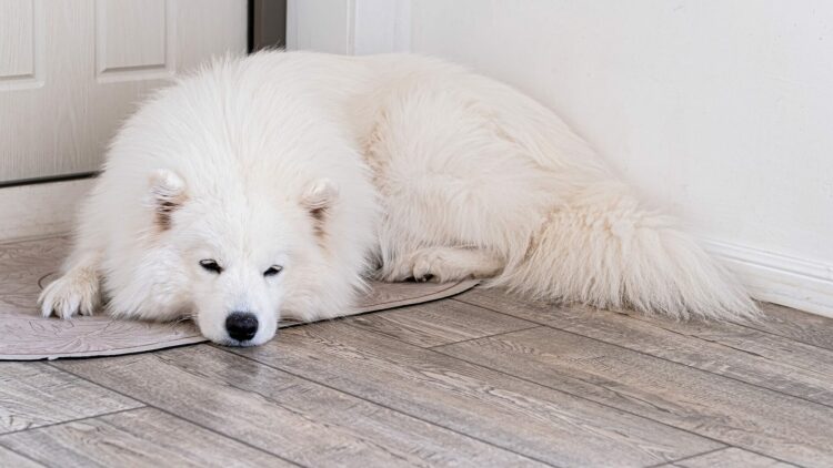 Κοιμάται ο σκύλος σας κοντά στην πόρτα; 5 λόγοι για αυτή την παράξενη συνήθεια
