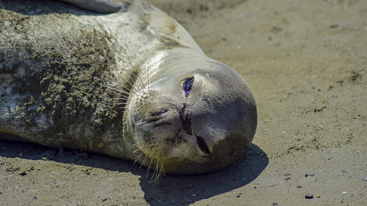 Φώκιες με απογαλακτισμένα μωρά κοιμούνται σε σπηλιά μετά το ρεκόρ γεννήσεων στην Ελλάδα, δείτε φωτογραφία