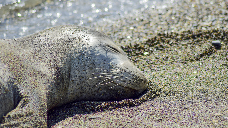 Ρεκόρ 40 ετών για τις γεννήσεις μεσογειακής φώκιας στην Ελλάδα, δείτε βίντεο