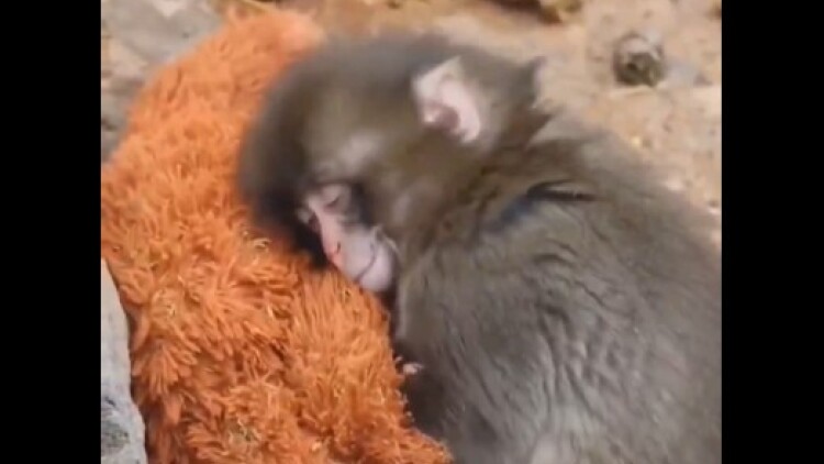 Συγκινητικό βίντεο: Μαϊμουδάκι έξι μηνών βρίσκει παρηγοριά σε λούτρινο παιχνίδι μετά την απόρριψη από τη μητέρα του