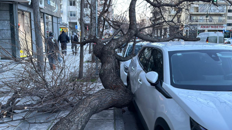 Μεγάλα προβλήματα από την κακοκαιρία: Πτώσεις δέντρων σε Κρήτη και Θεσσαλονίκη λόγω των ανέμων,  πλημμύρισε η Πάρος