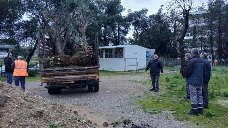 Δέκα αιωνόβιες ελιές στο Νέο Ηράκλειο Αττικής